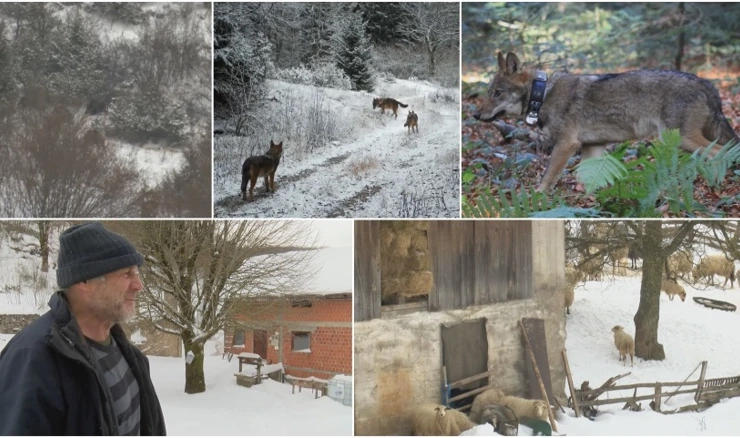 U Lici su stanovnici navikli na suživot s vukovima