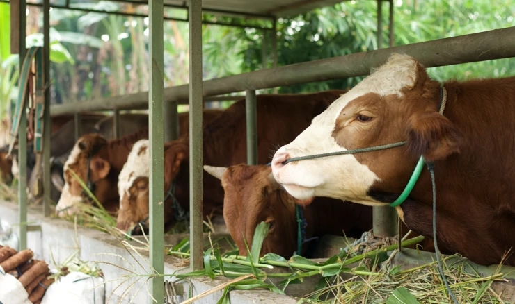 Pojava slinavke i šapa 
