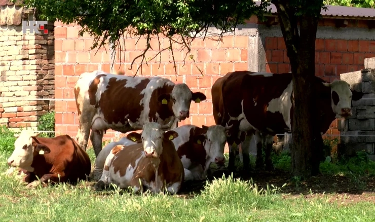 Farme se gase, staje su prazne