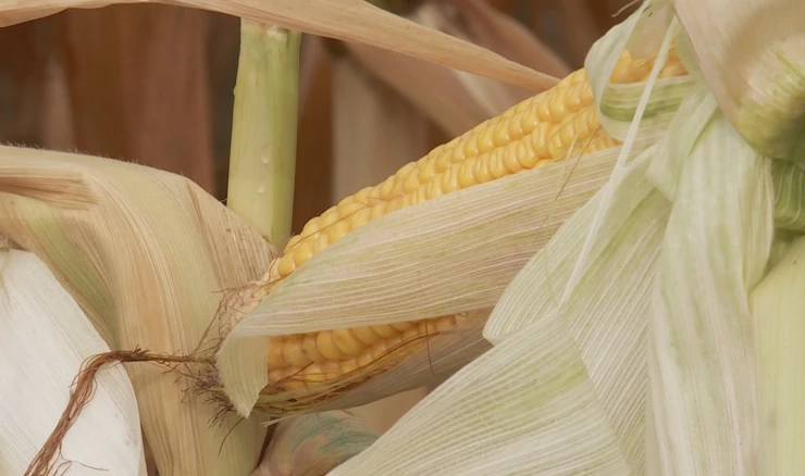 Potpora za poljoprivrednike