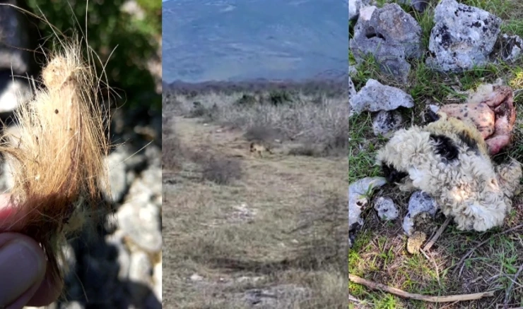 Šibenskim zaleđem harači gotovo 200 vukova