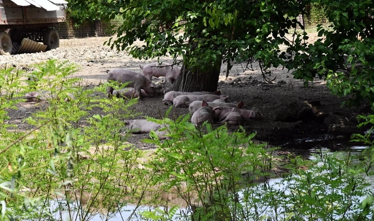 Posljedice svinjske kuge