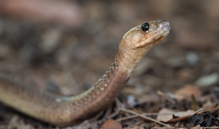 Zastupnici se preplašili zmije pa prekinuli sjednicu