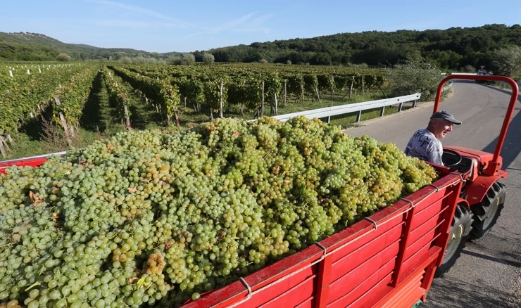 Manja uporaba pesticida utjecati će na naše vinogradarstvo