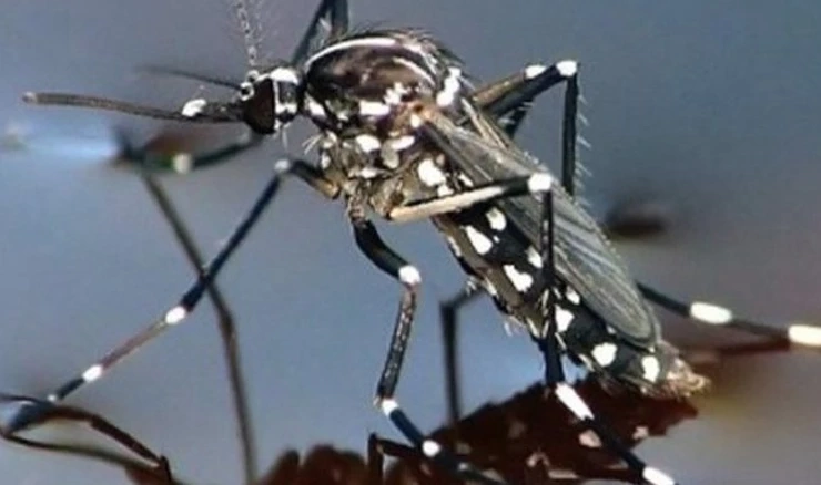 Virus Zapadnog Nila