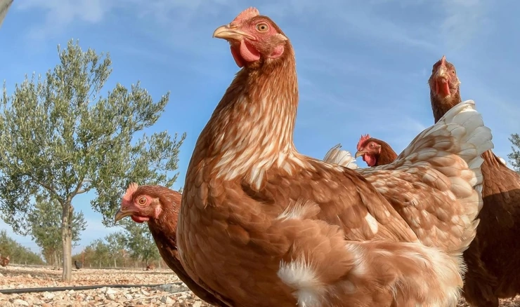 Peradari traže pomoć