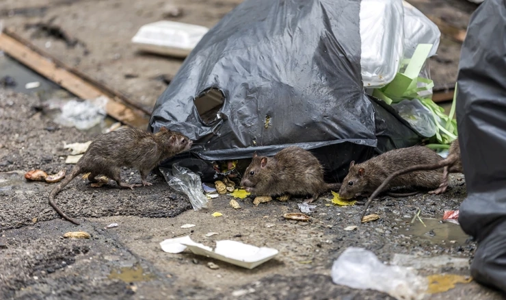 Širi se zaraza leptospirozom u Sarajevu