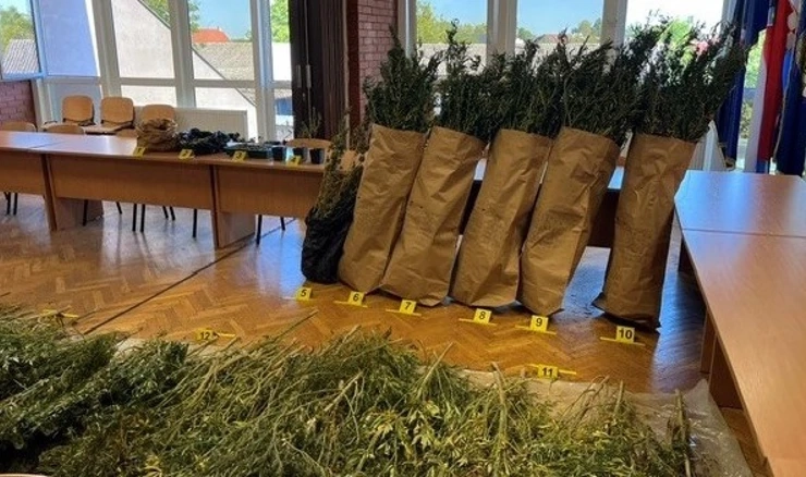 Zaplijenjeno 229 stabljika indijske konoplje i 718 grama droge za prodaju