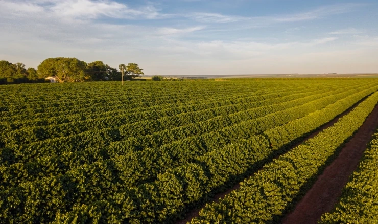 Ilustracija: Plantaža kave