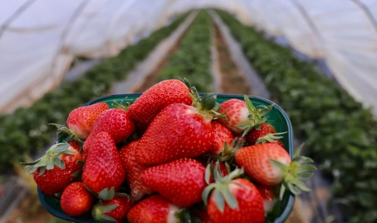 Stižu vrgoračke jagode