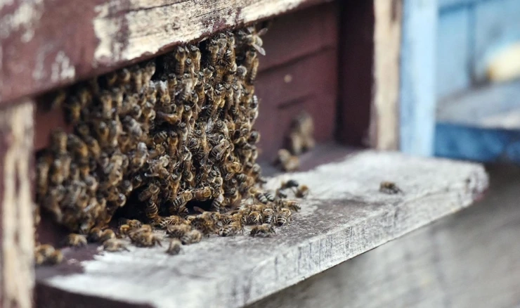 Pomor pčela zbog korištenja zabranjenih pesticida