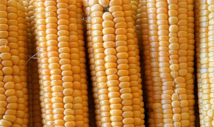 Proizvodnja kukuruza pala 17,3 posto - prva procjena