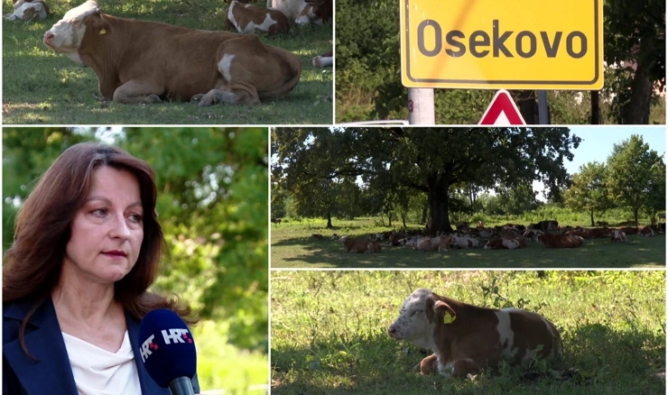 Sve više zaraženih od bedrenice