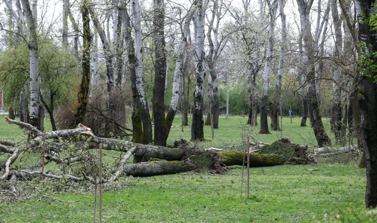 Nevrijeme oštetilo stabala