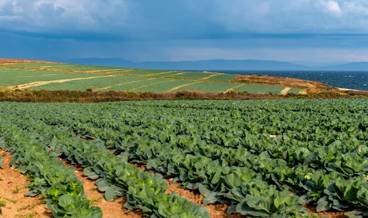 Poljoprivreda u Istri
