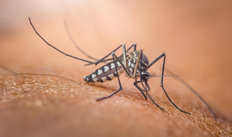 Komarac roda Culex, zaražen može prenijeti virus Zapadnog Nila