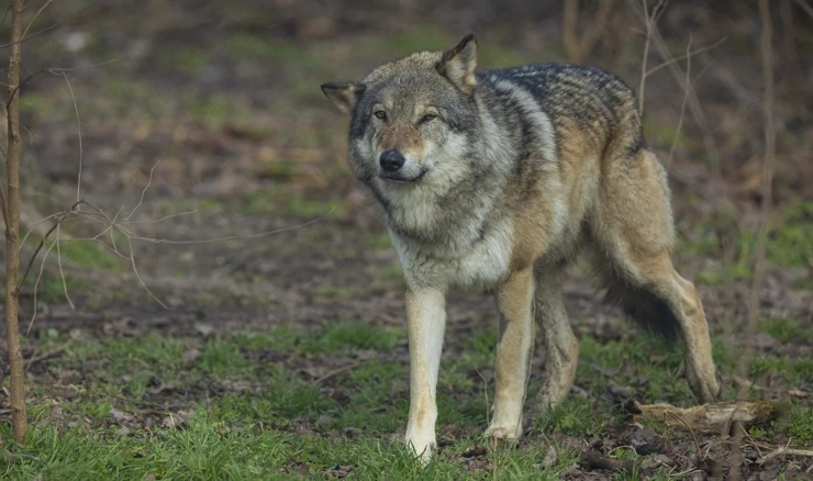 Obrana od divljih zvijeri