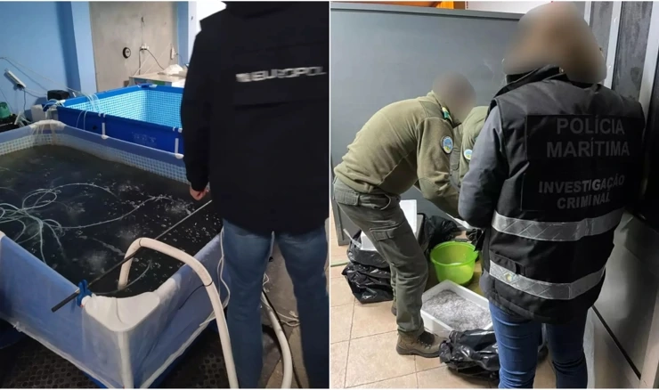 Jegulje su vrijedne 13 milijuna eura