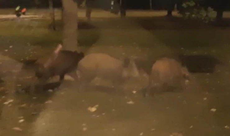 Divlje svinje napadaju Zagrepčane