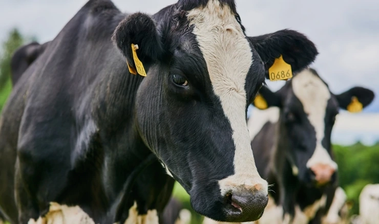 Ministarstvo poljoprivrede o novim mjerama za suzbijanje slinavke