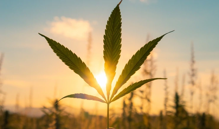 Biden promijenio politiku prema marihuani, oprost za sve prijašnje prekršaje