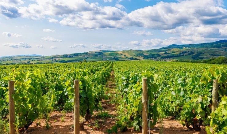Vinograd u Francuskoj