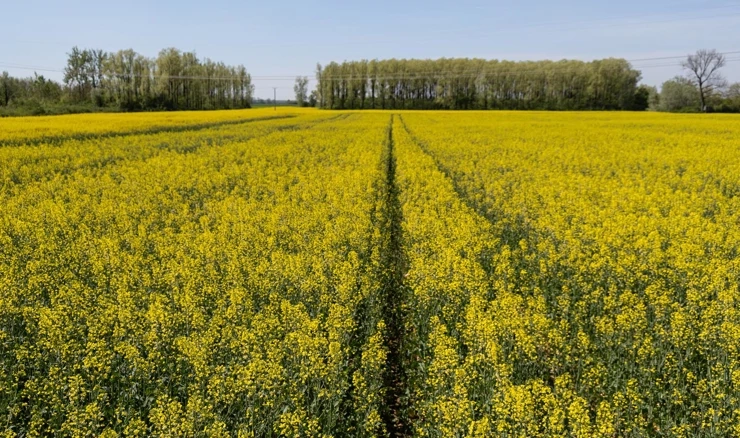 Polje uljane repice, ilustracija