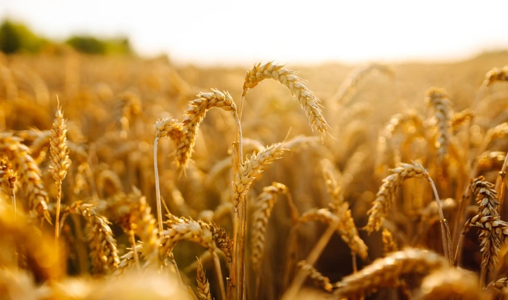 Rusko predsjedateljstvo BRICS-a predlaže osnivanje burze žitarica