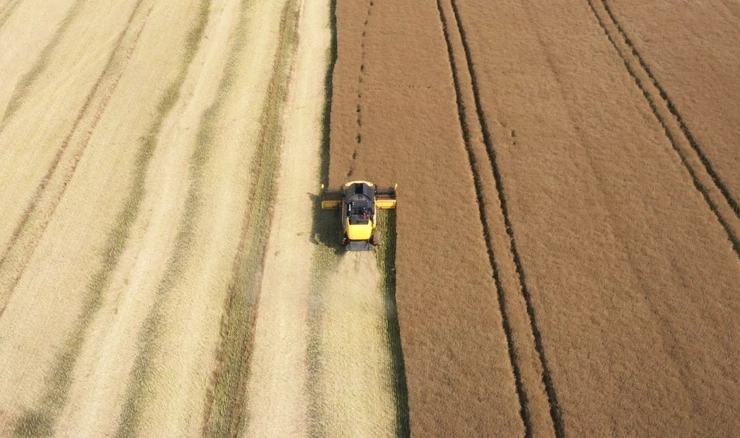 DZS: Ove godine više pšenice, zobi, ječma i uljane repice