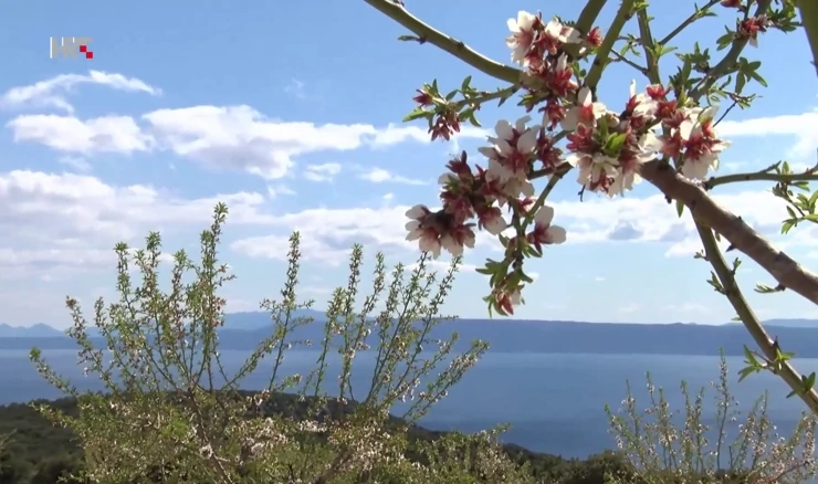 Plodovi zemlje:Prva velika plantaža badema u Hrvatskoj