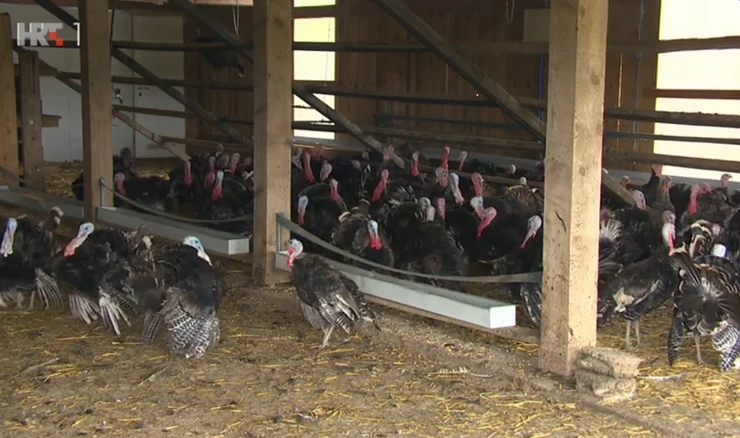 Uzgoj zagorskih purana