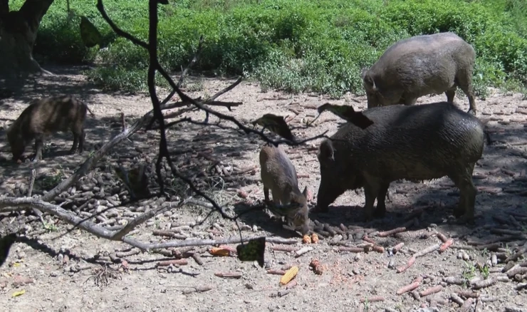 Pogodno za ljubitelje divljači