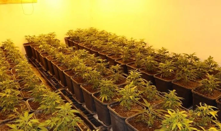 U kući uzgajao marihuanu