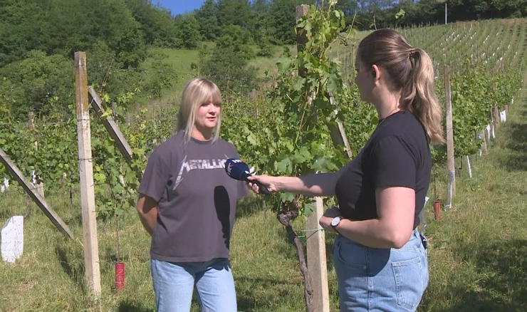 Nevrijeme uništilo vinograde