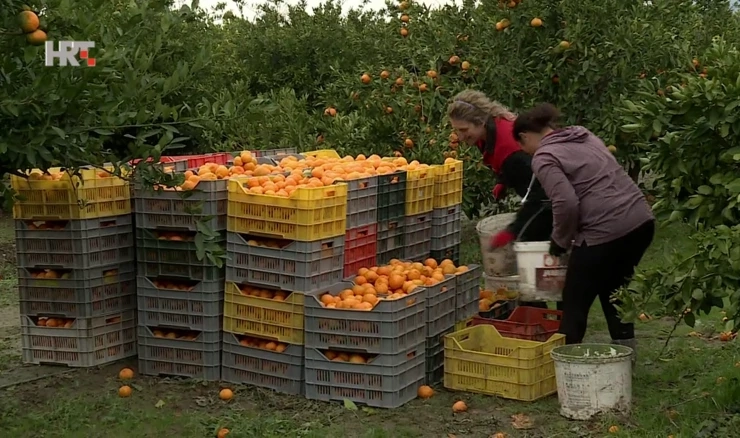 Ovih dana završit će berba mandarina u dolini Neretve. No sve je ondje iznenadila vijest iz Slovenije.