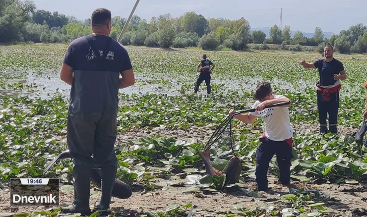 I jezero Orešje spašava bogat riblji fond