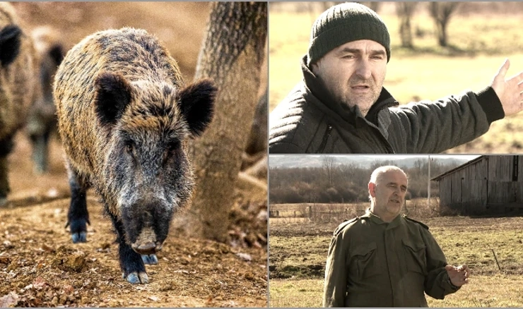 Divlje svinje stvaraju velike probleme