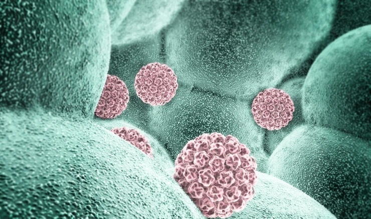 Humani papiloma virus
