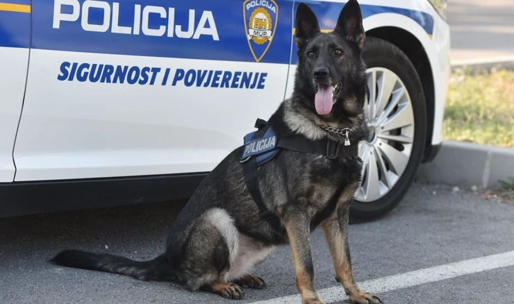 Policijski pas za detekciju droga, ilustracija