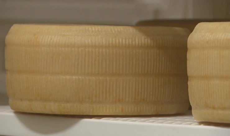 Vrhunski sirevi iz Istre