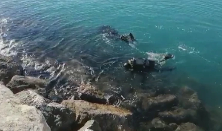 Ronioci pretražuju more