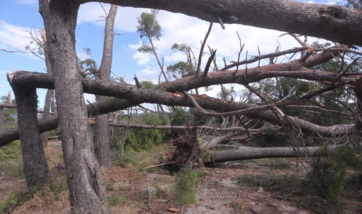 U Splitu stradalo na tisuće stabala