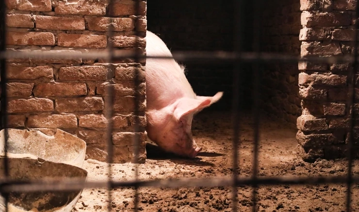  Broj zaraženih svinja znatno je pao