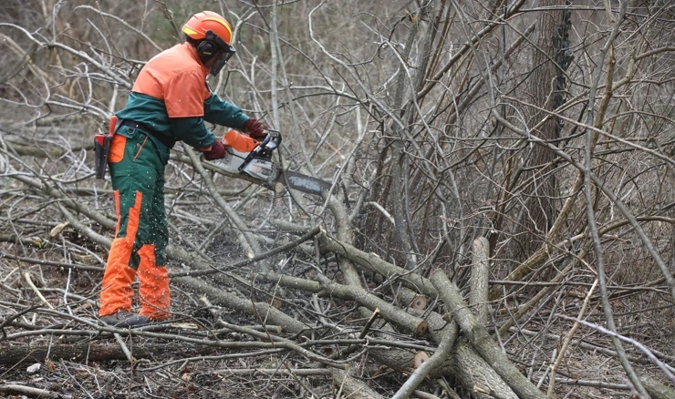 Obnova Dravske park-šume