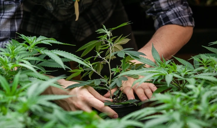 Stabljika marihuane