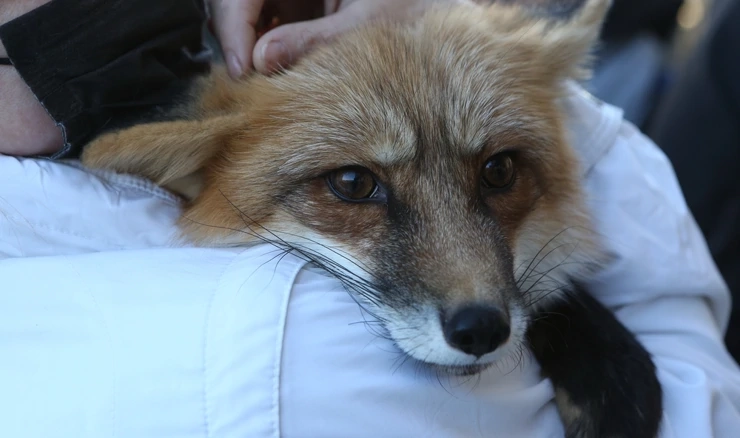 Započinje oralna vakcimacija lisica