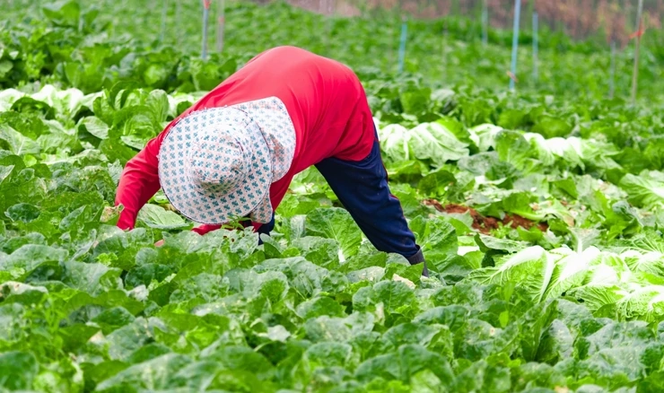 Radna snaga u poljoprivredi