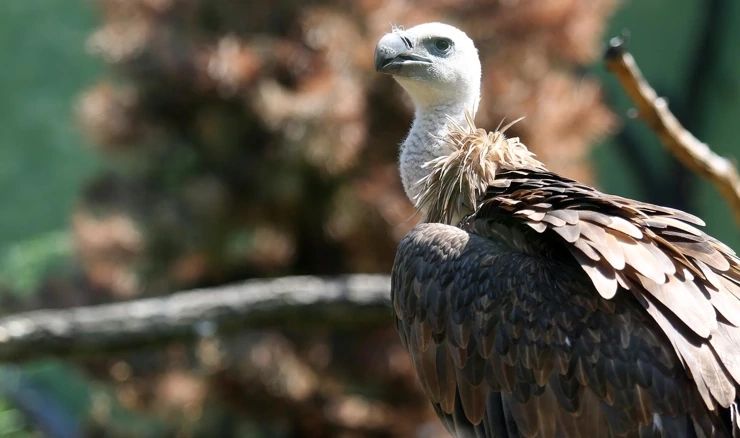 Prostrijeljen bjeloglavi sup