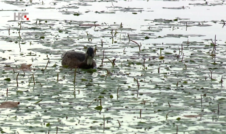 Jarunsko jezero puno lopoča