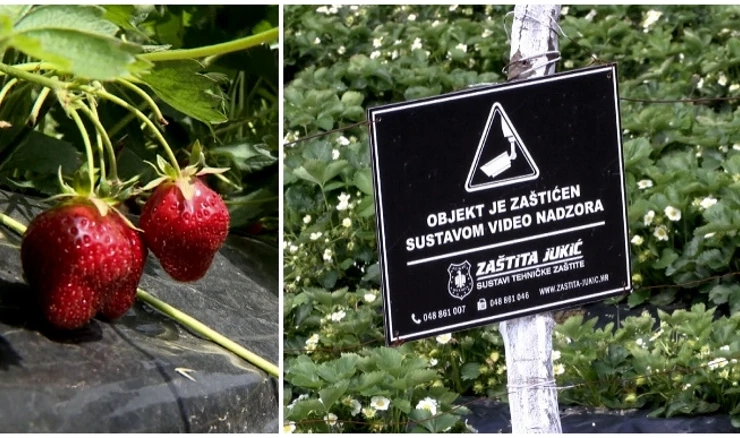 Jagode pod videonadzorom
